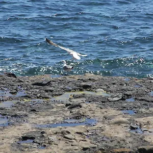 https://gaviota-pozo.in-canary-islands.com